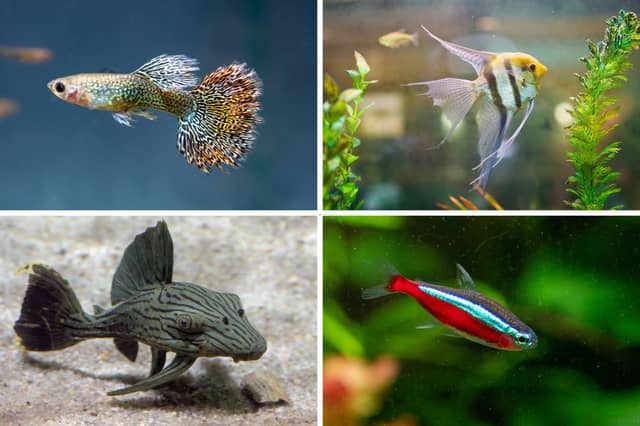 Four of the most popular breeds of tropical fish.
