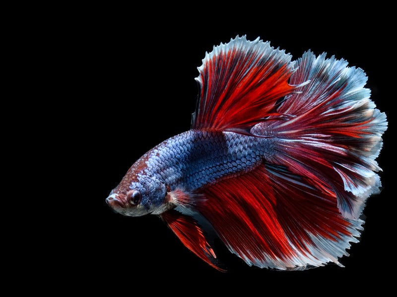 Siamese Fighting Fish have been highly-prized creatres for well over a century due to their colourful and ornate flowing fins. As their name makes clear though, they can be aggressive and shouldn't be placed in a tank with other large-finned fish, while two males in close confines may well fight to the death. They tend to do best in tanks with smaller fish that gather in shoals - such as Tetras. 
