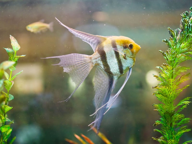 There are a three different species of Angelfish, all of which originate from the Amazon and Orinoco Basins of South America. Popular due to their instantly-recognisable shape and elegant markings, they shouldn't be kept with smaller fish like Tetras and Guppies as they can be very aggressive towards other species.