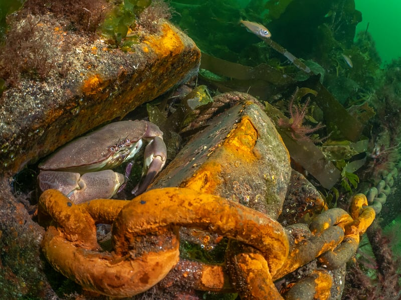 Taken in Loch Carron, Wester Ross, this photo won the British Waters Living Together category. Photographer Dan Bolt said the image showed "nature’s ability to make the best of a bad situation". The iron block and heavy chain hold a small barge in-place on the surface where scallop divers store their equipment. The equipment below the water's surface has become a reef all of its own.