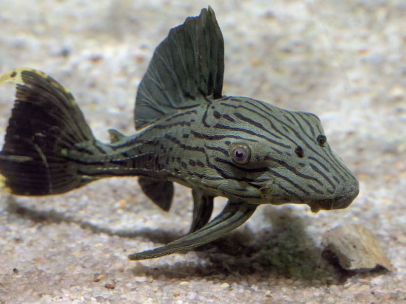 Also known as the Common Pleco, what the Suckermouth Catfish lacks in colour it makes up for usefulness. They are bottom feeders so hoover up any detritus in the gravel at the bottom of the aquarium.