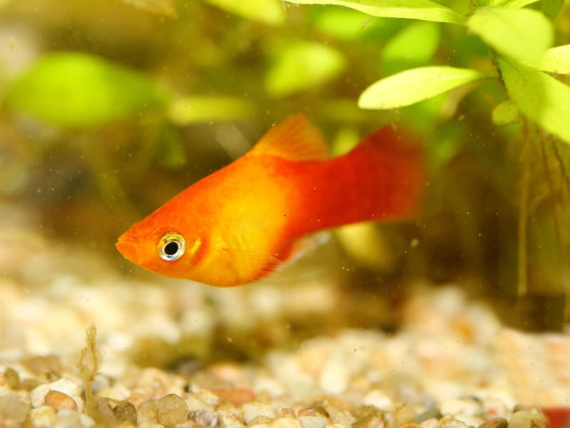 Another live-birther, the bright orange Platy takes the last podium place. Native to the east coast of Central America and southern Mexico, Guppies bought in UK pet shows are likely to be the reult of the interbreeding of two distinct species - the Southern Platyfish and the Variatus Platy.