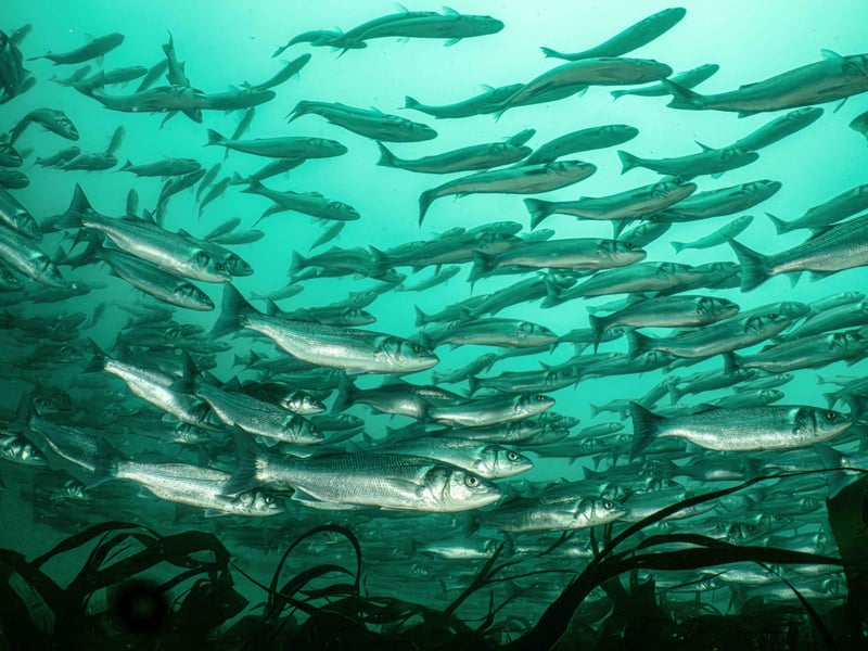 Taken close to a reef off the coast of Plymouth, Rick Aryton was able to under expose the shot to make the most of the reflective, silver scales of the bass. 
"I think the swirling kelp fronds help to set the scene and the diagonal direction of the fish creates a pleasing composition," he said.

