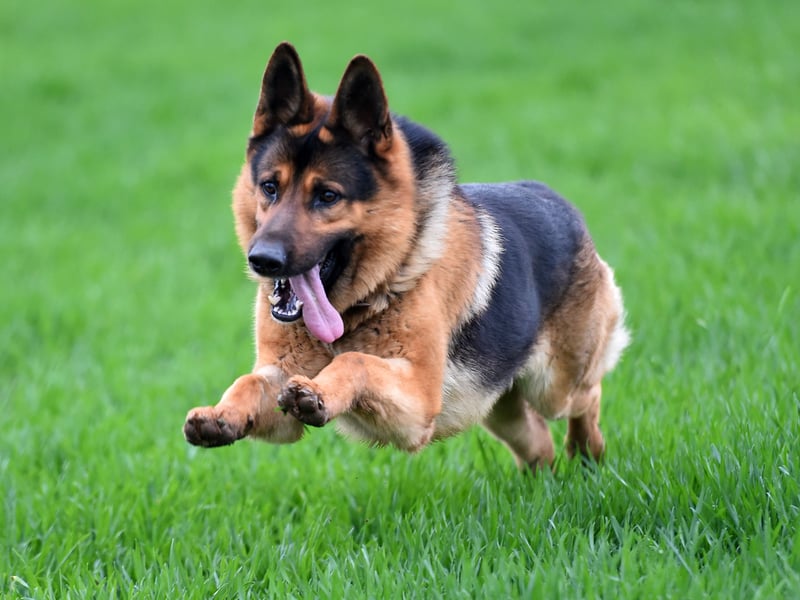 The German Shepherd is one of the world's most useful dogs - being used as everything from guard dogs to drug detection dogs by police forces and armies around the world. One of the attributes that makes them good at these tasks is that they are willing to bite if required - for instance to stop a criminal. Inevitably a dog will occasionally make a mistake and bite someone in a way that is not acceptable.