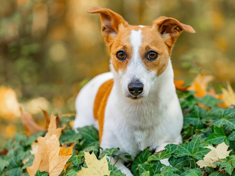 It may surprise some that the Jack Russell Terrier is the dog most likely to bite. These popular small dogs were originally bred to hunt and kill rats and other vermin, so giving chase and biting are very much in their DNA - although can be minimised with training. 