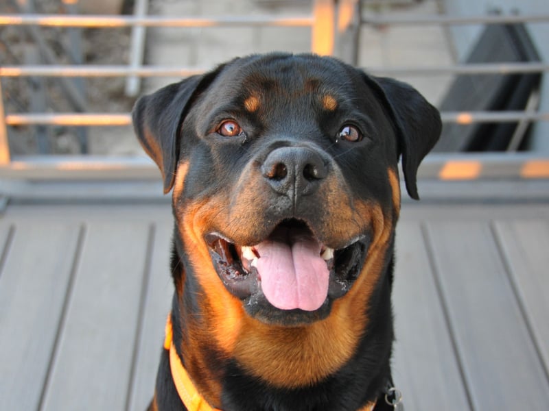 Another dog designed to herd and protect, the Rottweiler sometimes gets a largely undeserved reputation for being aggressive. Most Rottweilers are very gentle dogs, but if they are not trained properly they can have a dangerous habit of lashing out in self defence when the actual threat level is small.