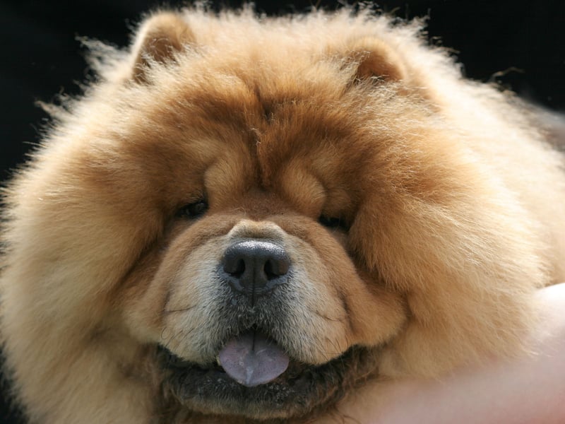The Chow Chow is a fiercely loyal and protective dog, meaning that there's no danger of their owner getting a bite. Issues can arrive when they think their owner is being threatened, or simply if they take against a stranger, leading to a chance of a bite. It means they should be kept under strict control all the time.
