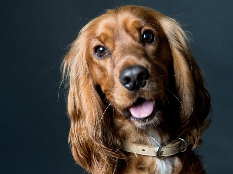 An unexpected entry in this list, the adorable Cocker Spaniel is unlikely to do any damage but owners will know that they often nip as puppies. The majority of adult dogs will grow out of the habit.