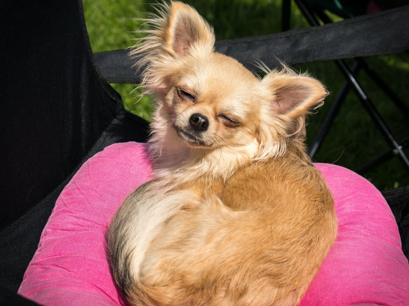When you're as tiny as a Chihuahua it's perhaps not surprising that you feel the need to stamp your authority on situations. This can result in the tiny pups being both noisy and nippy - traits that need to be dealt with early in life or they may become permanent.
