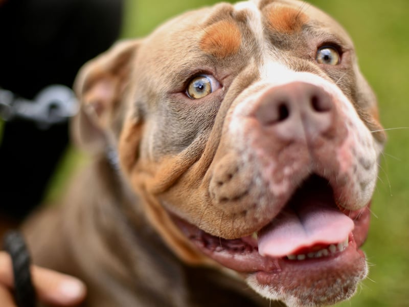 No longer recognised by the UK Kennel Club after they were banned under the Dangerous Dogs Act, the Pit Bull is still a popular pet in the USA. The main issue with this type of dog is not only that they are slightly more likely to deliver a bite than other breeds, but that their bite is so powerful that it can do severe damage - leading to several fatalities each year. 