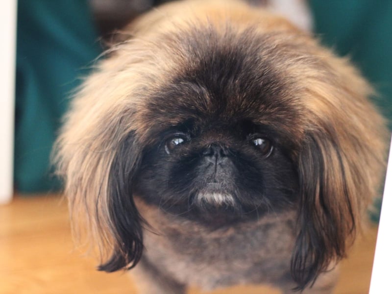 Beloved as classic lapdog and companion dog - they were first bred as such by members of Chinese royalty - the Pekingese is very territorial and may nip if they feel crowded or threatened. If you aren't a familiar face, you probably don't want to risk picking up a Pekingese.