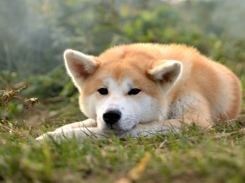 Originally from the mountains of northern Japan, the Akita was bred originally to act as both guard dogs and to hunt bears - so these are dogs that can hold their own in a fight. Fiecely protective of their family, they can lash out with a powerful bite if they perceive there to be a threat.