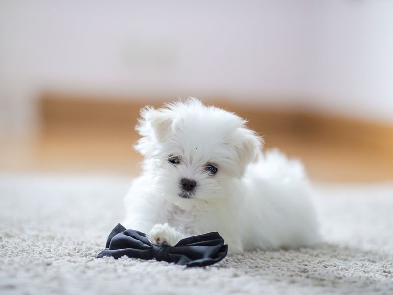 One of the smallest dog breeds, Maltese may be tiny but they are also one of the most empathetic pets and are often used as therapy dogs. They need very little outdoor exercise and even giving them their daily brush can be fairly therapeutic and relaxing.