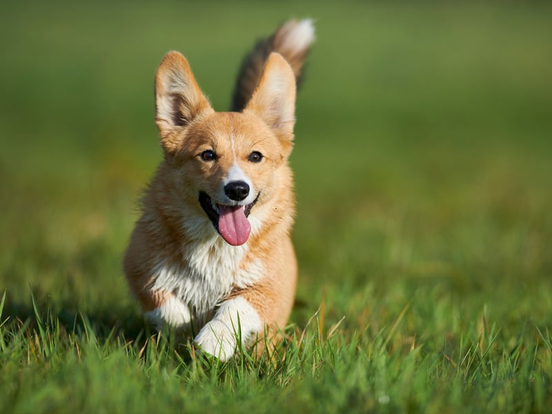 Famously the favourite dog of the late Queen Elizabeth II, the Pembroke Welsh Corgi is perfect for active seniors as they need several short walks a day. Otherwise they are simple to groom, are desperate to please and are very protective of their owners. 
