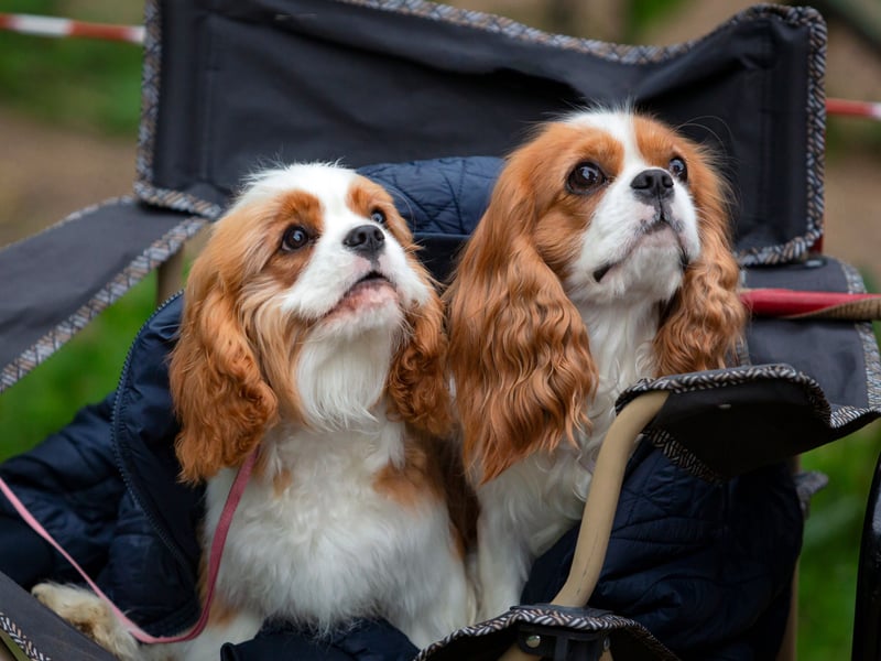 The diminutive Cavalier King Charles Spaniel requires a little more grooming than other breeds of small dog, but they are quiet, intelligent, easy to train, and never happier than when they are snuggled up in your lap.