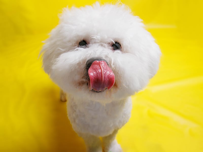 The cheery Bichon Frise is easy to train and handle, needs only moderate exercise, and is generally low maintenance. The only potential hassle is popping them to the groomers once a month to keep that glorious coat in good condition. Otherwise these wee dogs are the perfect companion for the older owner.