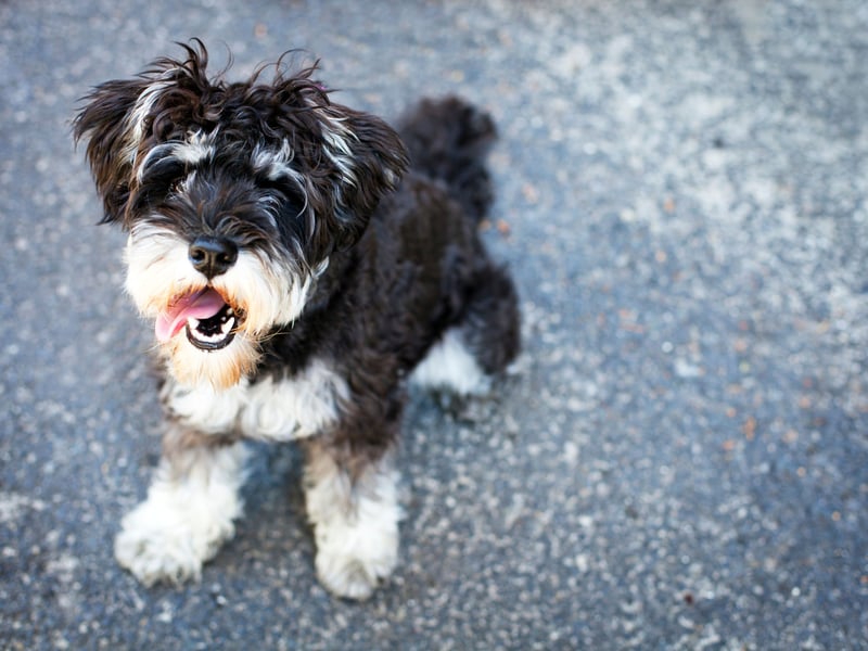 Perfect for seniors who are still fairly active, the Miniature Schnauzer loves chasing balls in the park but doesn't need to walk miles to stay happy and healthy. Easy to control, the don't moult much and are easy to groom.