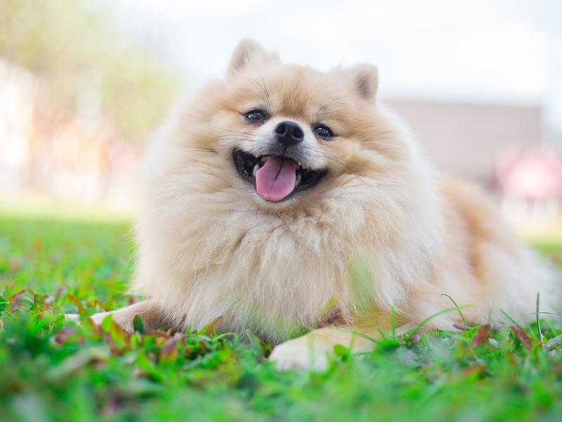 Ligth enough to pick up and pop in your bag, you can take the tiny Pomeranian pretty much anywhere with you. Massively affectionate and eager to please, their idea of heaven is curling up on their owner's lap of an evening. Those short legs mean that the shortest of walks will feel like a marathon.