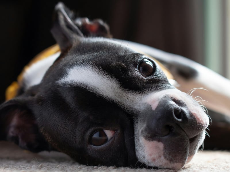 Boston Terriers tend to be completely devoted to their owners, who they enjoy sitting quietly beside for long periods. Their short coat means they need little in the way of grooming and are easy to care for generally.