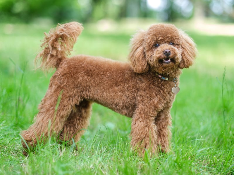 Poodles - Standard, Miniature, or Toy - have every attribute needed to make a great companion dog. They are hugely intelligent and loving, easy to train, only need walked once a day, and only need groomed once a month.