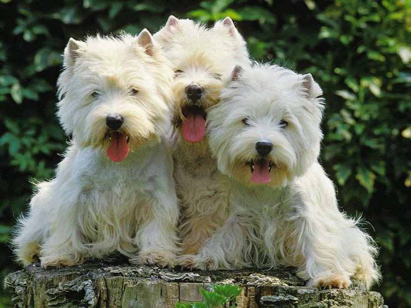 West Highland Terriers are great companion pets that combine small stature with a big loyal personality. A couple of 15 minute walks each day will give them all the excercise they need and they are very easy to train. 