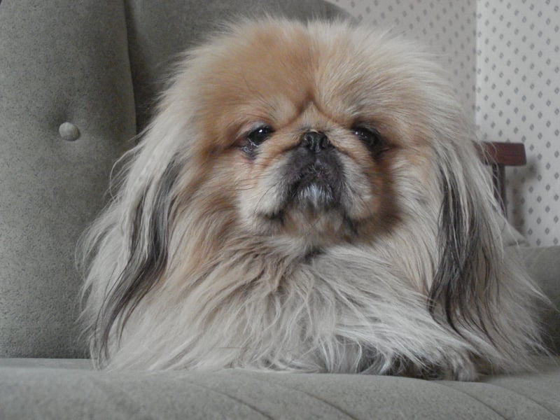 The Pekingese could be considered the ultimate lap dog. This breed likes peace and calm, so is perfect for a quieter home free of children. They also tend to form a particularly strong relationship with one particular person, creating a special bond.