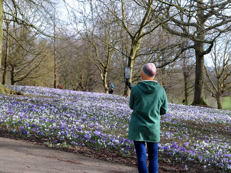 A sea of crocuses bloom at Roundhay Park.