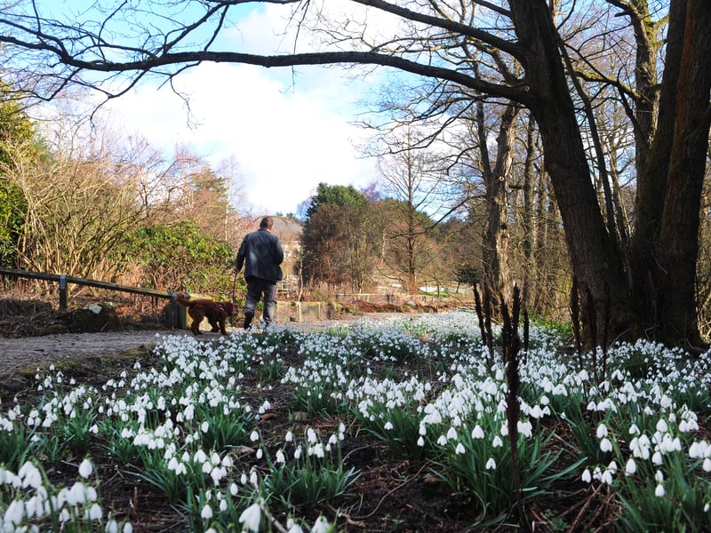 Snowdrops in full bloom at Golden Acre Park.