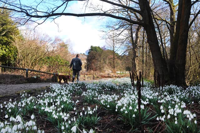 Snowdrops in full bloom at Golden Acre Park.