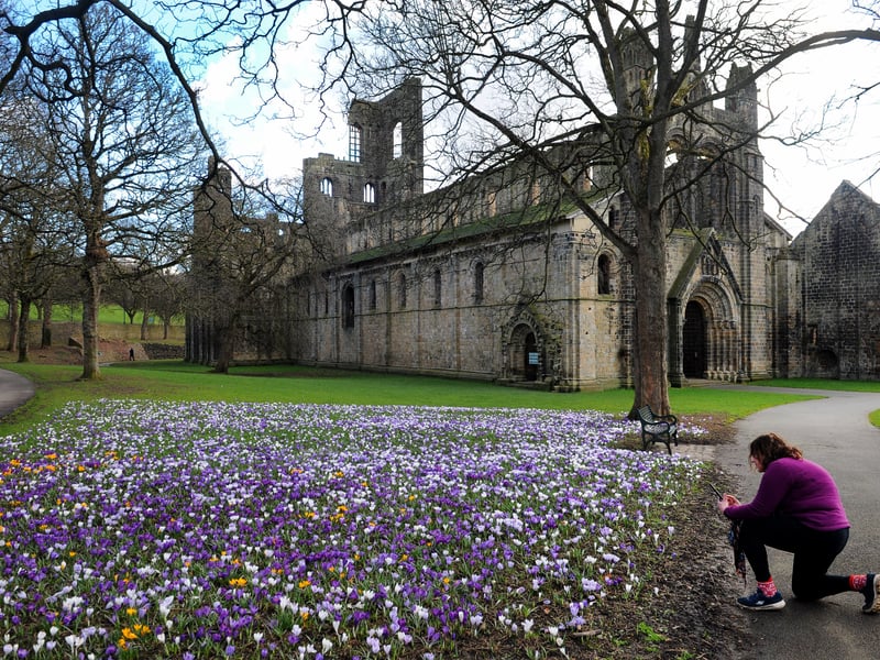 A runner takes a quick breather to admire the crocuses at Kirkstall Abbey.