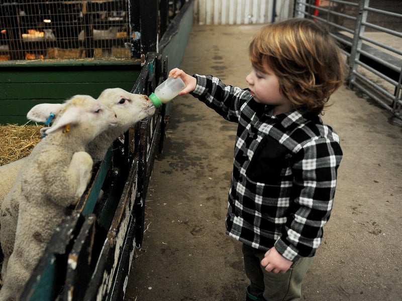 Finn Ellis, two, of Gildersome helps feed the spring lambs at Swithens Farm in Rothwell.