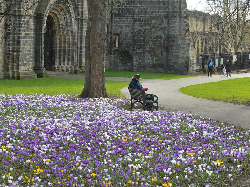 Crocuses are beginning to bloom at Kirkstall Abbey.