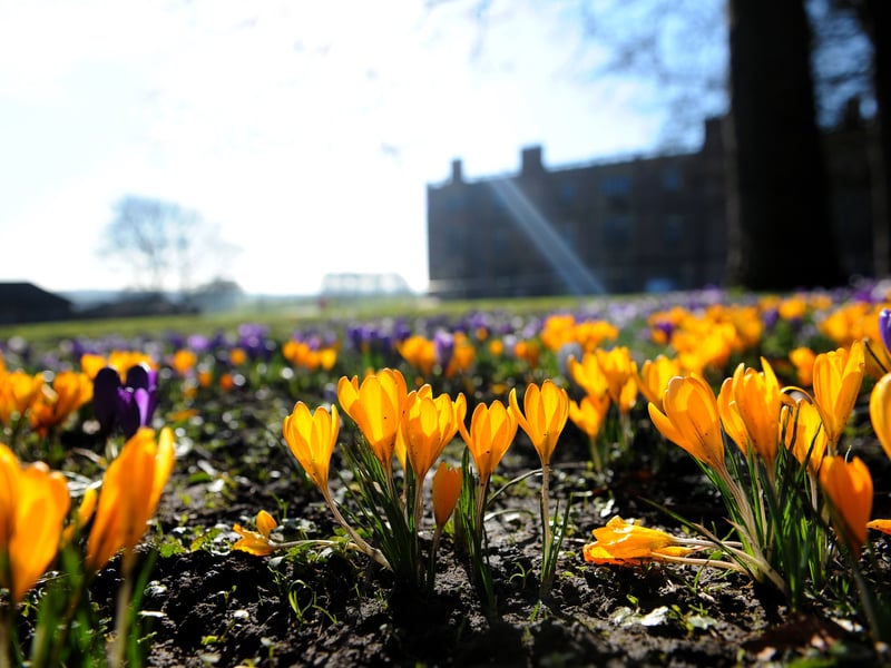 The sea of crocuses glimmered in the spring sunshine at the Temple Newsam estate.