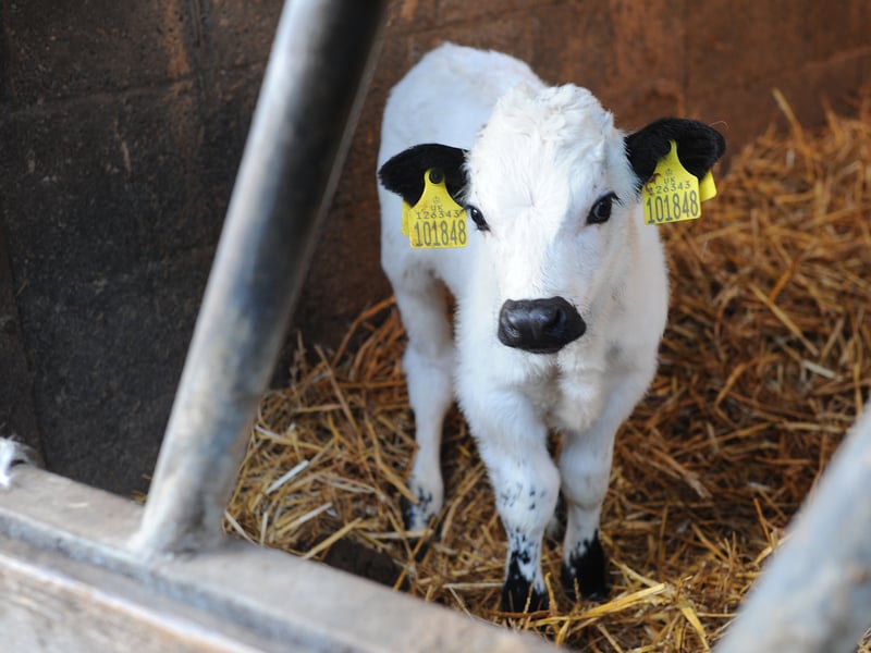 A rare baby Vaynol calf took its first tentative steps at Home Farm, Temple Newsam.