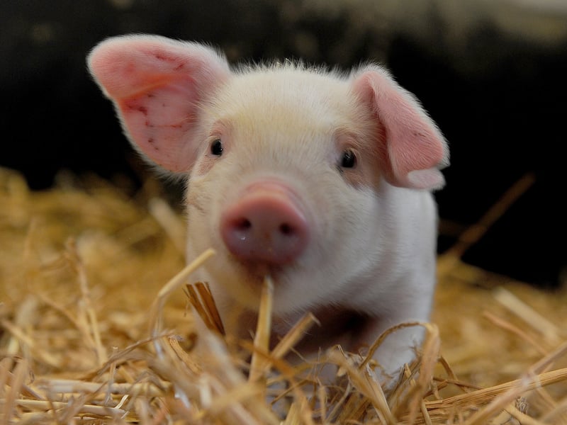 Adorable Gloucester Old Spot piglet born just in time for spring.