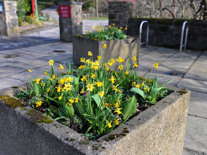 Daffodils bloom at the entrance to Golden Acre Park.
