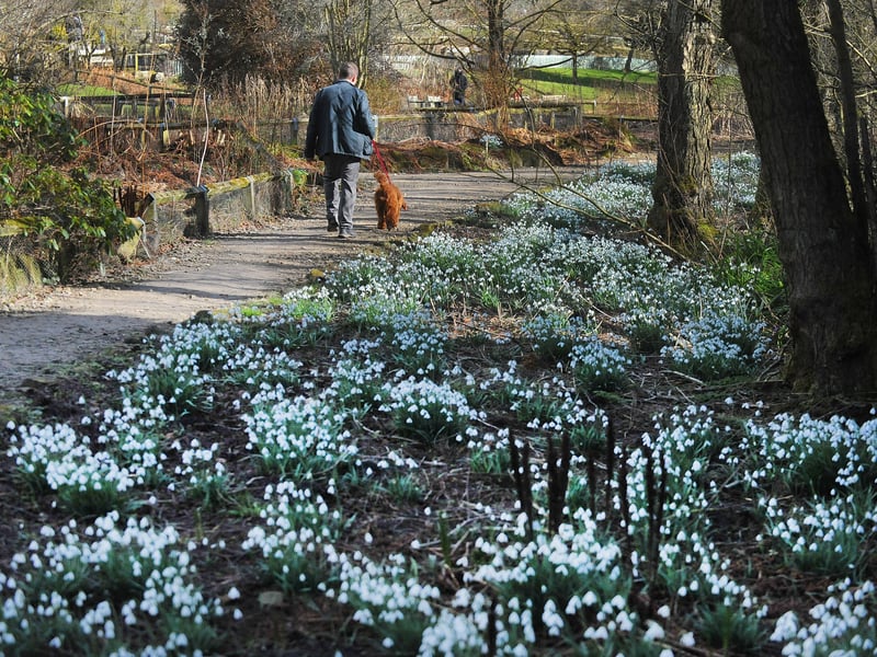 Dog walkers enjoy the early spring sunshine at at Golden Acre Park.