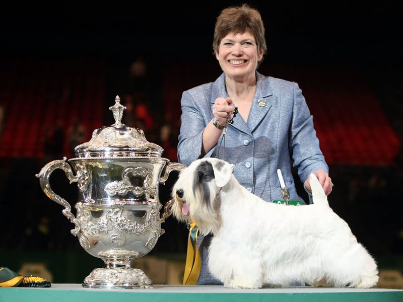 A Sealyham Terrier called Charmin was top dog at Crufts in 2009. Here he is with his handler Margery Good.