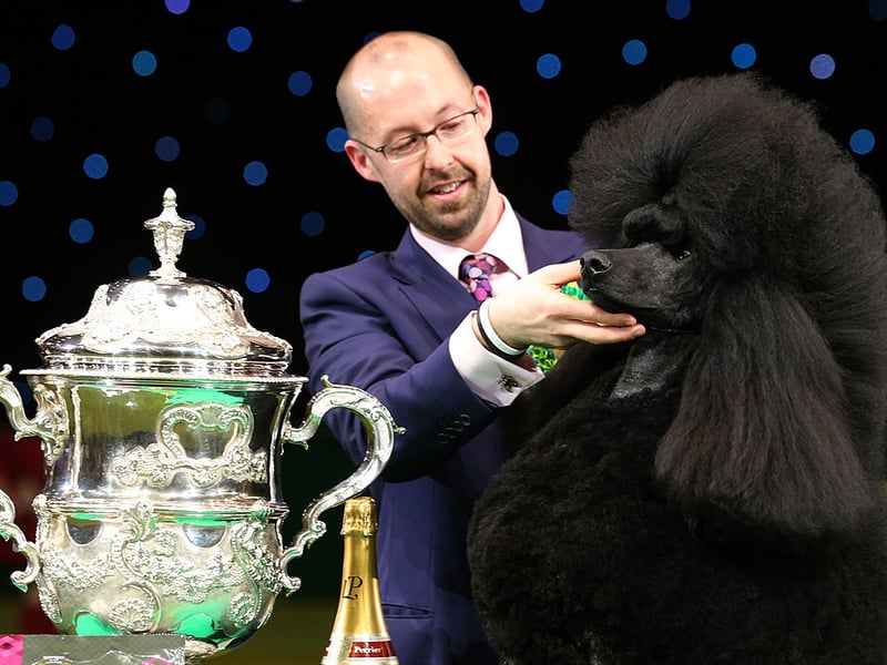 Owner Jason Lynn with Ricky the Standard Poodle - the Crufts Best in Show champion 2014.