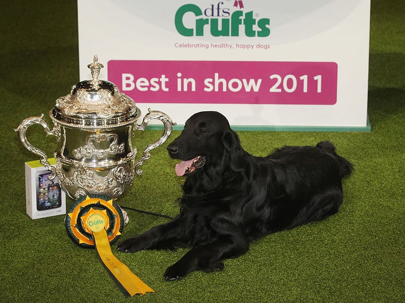 Jet the Flatcoated Retriever dog poses with her Best in Show rosette and trophy at Crufts in 2011.