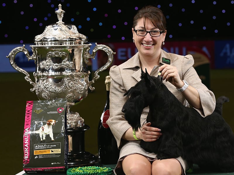 Another terrier won in 2015 - this time a Scottish Terrier named Knopa. Handler Rebecca Cross is pictured with the perfect pooch.