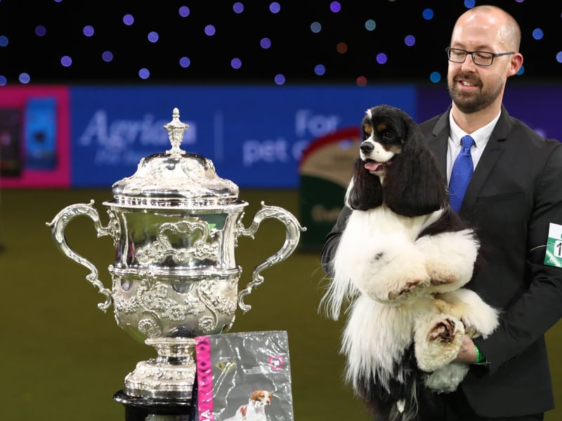 Miami Ink, an American Cocker Spaniel, seen with owner Jason Lynn, landed the top Crufts prize in 2017.