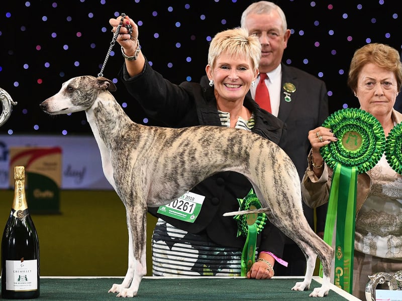 Best in Show at Crufts 2018 went to Tease the Whippet, pictured with owner Yvette Short.