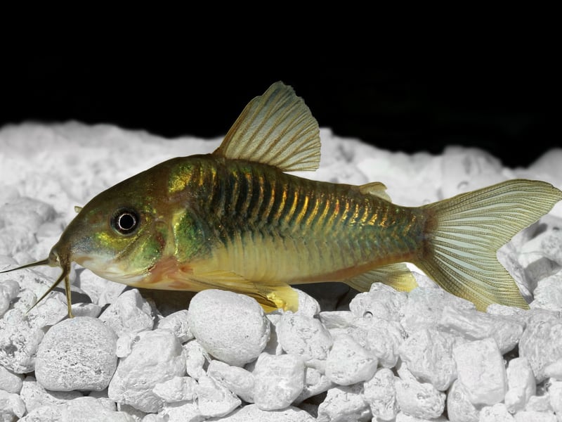 It's always good to have a helping hand with cleaning your tank and that's exactly what the Corydoras Catfish offers. It's a bottom feeding species that will happy clean up any food that has dropped to the bottom of the tank. Native to South America and Central America, they get on very well with other species of fish and are rarely aggressive.