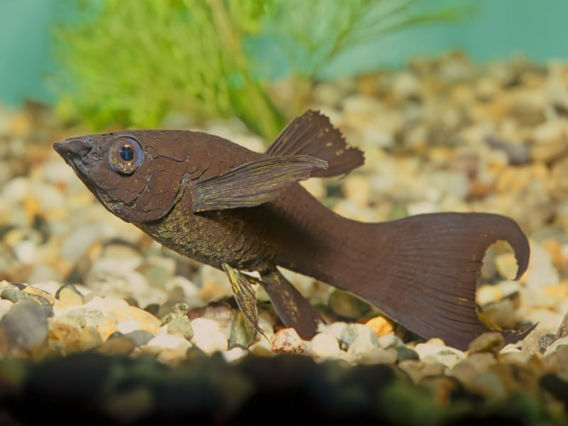 From the same family as the Guppy - and equally easy to keep - Mollies can be differentiated by their body shape and smaller tail. Widespread across the Americas, the Molly can come in a variety of colours, with black and orange being among the most popular with aquarium owners.