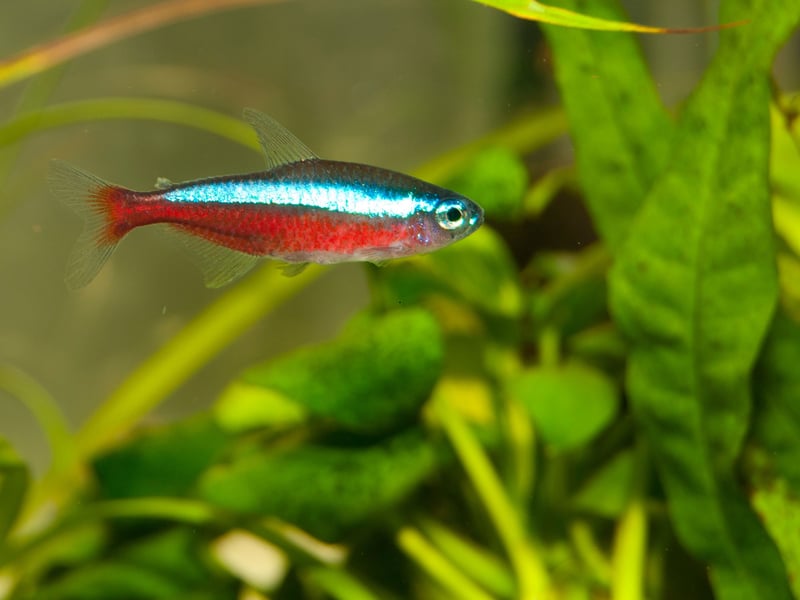 Similar to the Neon Tetra, but with a distinctive red lower half of the body and an even more vibrant blue stripe, the Cardinal Tetra is slightly less popular - and more expensive - because it is more difficult to breed in captivity. It's still just as easy to look after though.