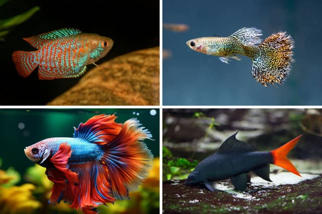 Four great fish for first time aquarium owners.