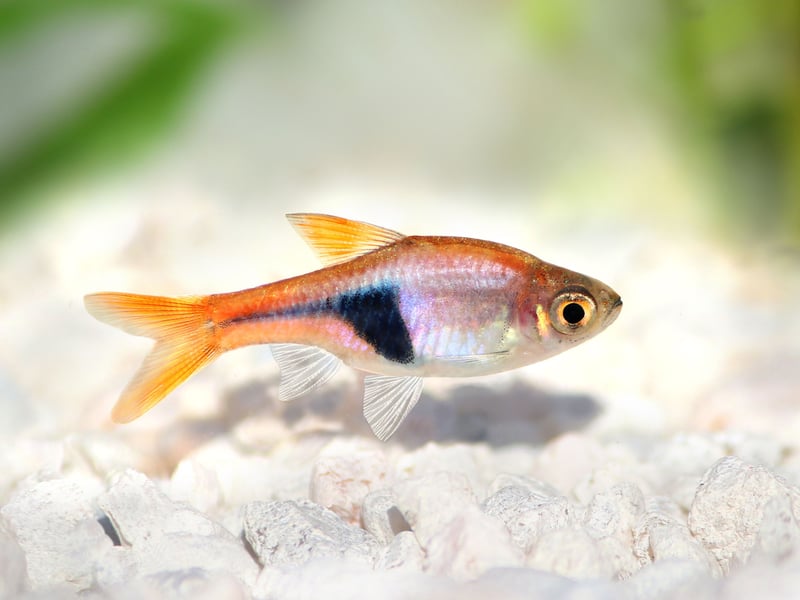 The colourful Harlequin Rasbora is a native of Southeast Asia is a small fish that will form a dazzling shoal in your aquarium. Get up to 10 of them - they get on well with everyone and are happy to just eat basic fish flakes.