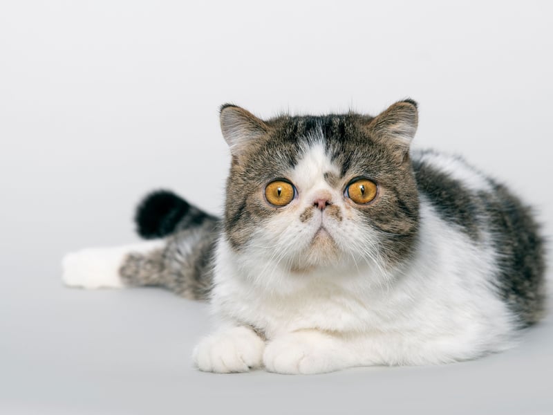 Coming in longhair and shorthair varieties, Exotic cats were first bred in the 1950s from Persian, Russian Blue and Burmesecats. They have the reputation of being lower-maintenance than their Persian ancestors but also are prone to suffering from Brachycephalic Obstructive Airway Syndrome.