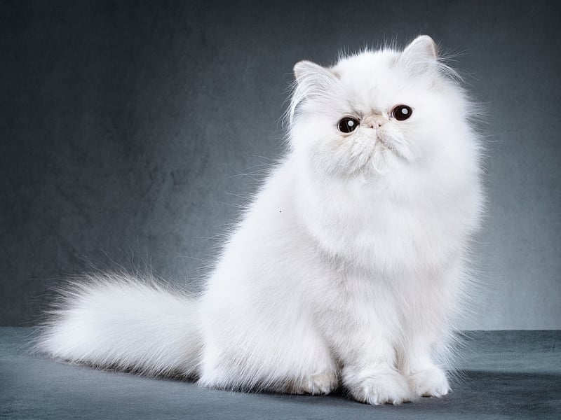 The final podium spot goes to the distinctive Persian cat. It's thought that this breed was first brought over to Europe from Afghanistan and Iran in the 19th century. Unfortunately, in common with other breeds with 'flat faces' they can suffer from Brachycephalic Obstructive Airway Syndrome (BOAS) which results in breathing and feeding problems.